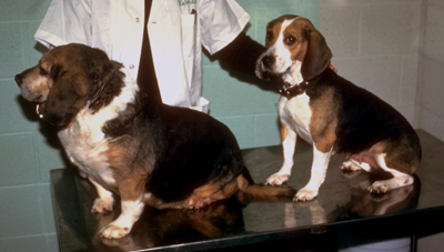 On the left is a beagle with hypothyroidism, on the right is a normal beagle.